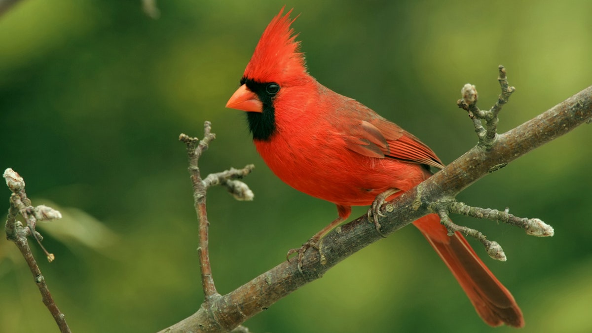 male cardinal on tree branch