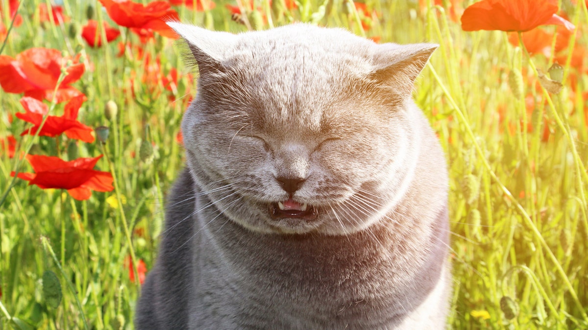 Cat sneezing