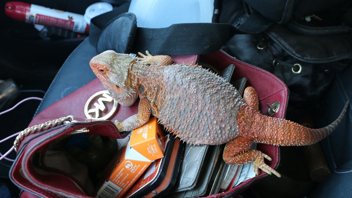 Police released an image of Chelsea Grimm's pet bearded dragon which is also missing