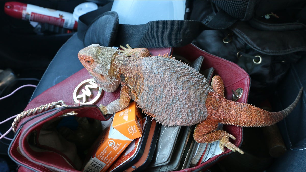 Police released an image of Chelsea Grimm's pet bearded dragon which is also missing