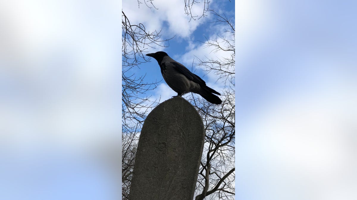 A crow standing in a grave