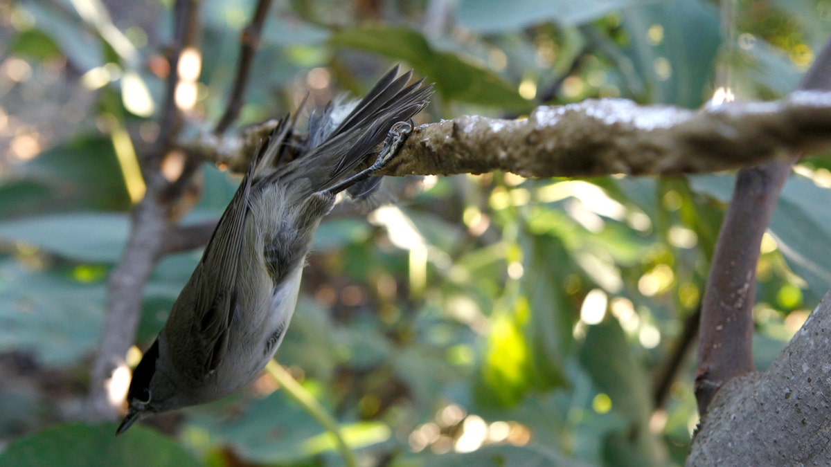Snared: catching poachers to save Italy's songbirds, Birds