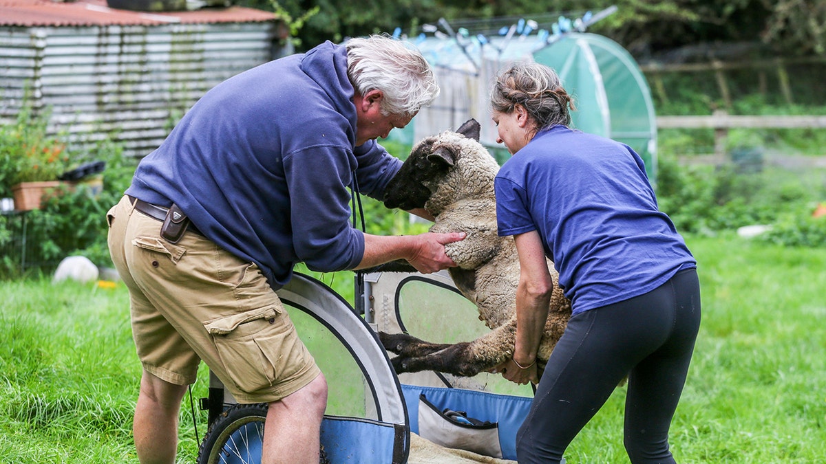 Rosy getting into her wheelchair