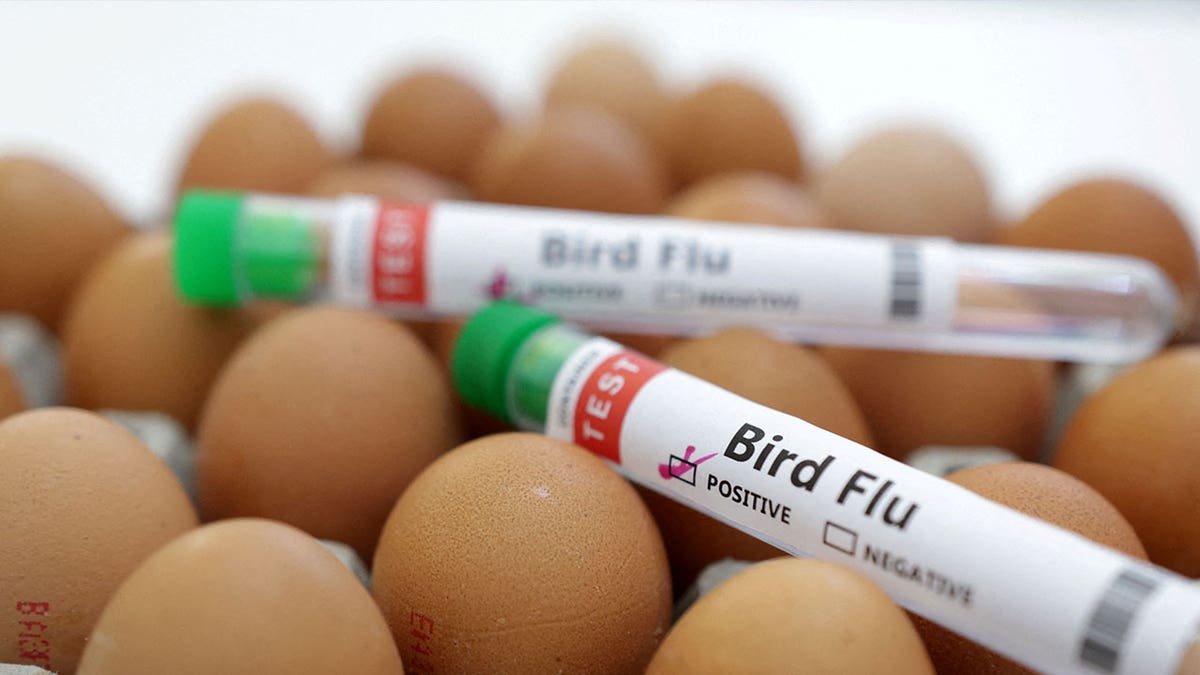 eggs with vials labeled "bird flu"