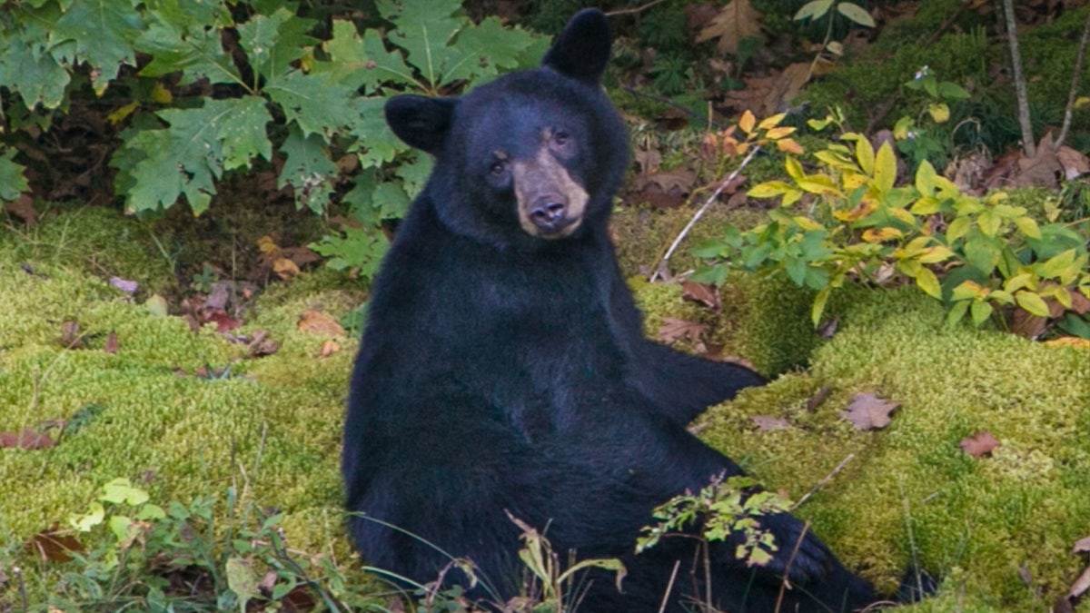 A black bear sits in a pile of leaves