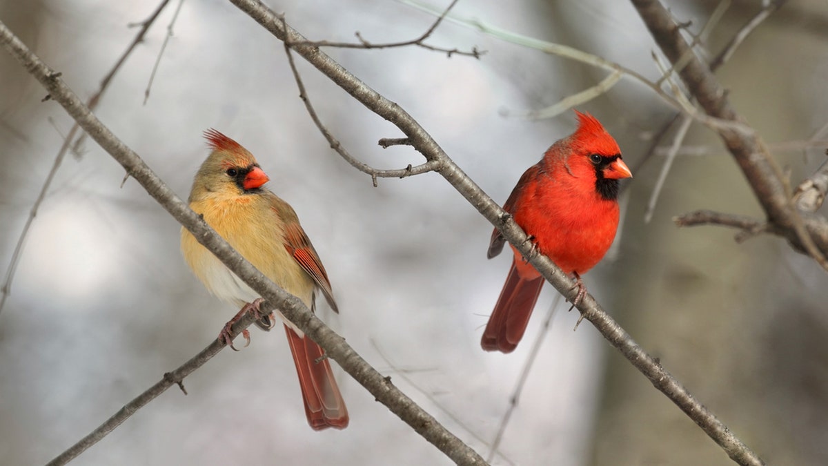 male and female cardinals on tree branch