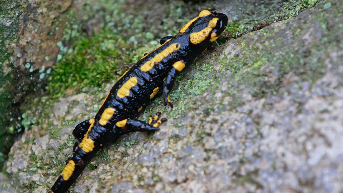 fire salamander