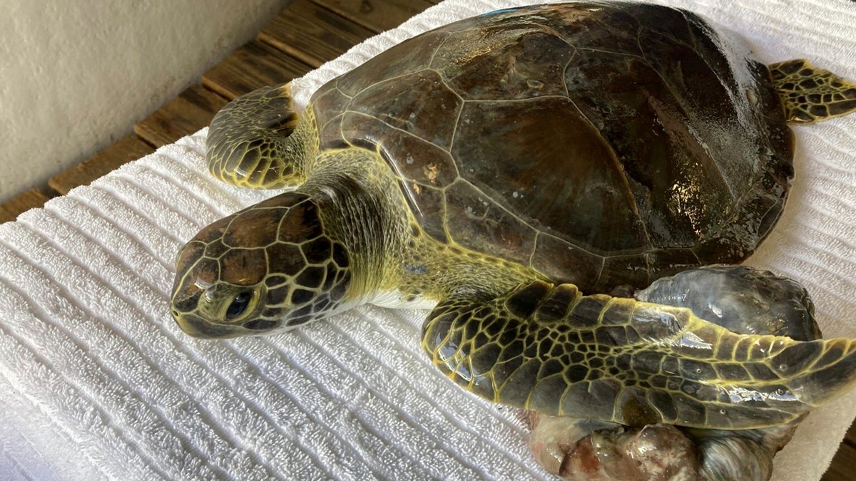 Sparkler, a sea turtle, being rehabilitated