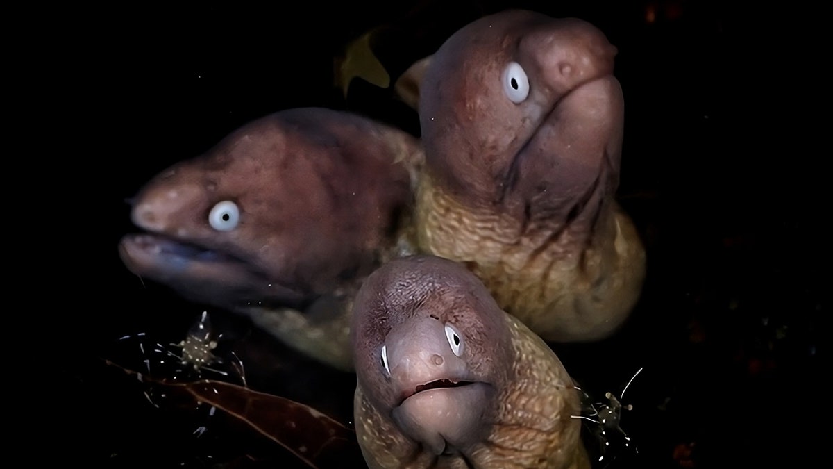 Three-headed eel