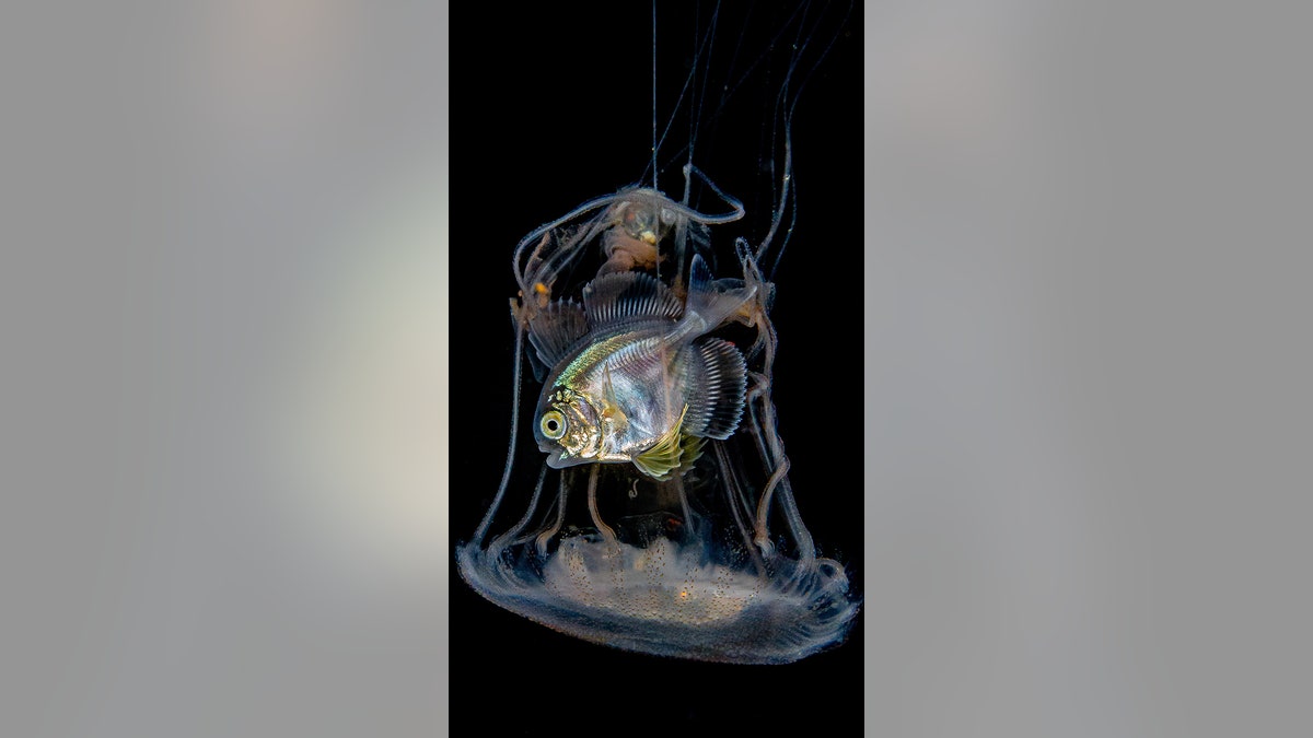 Fish inside jellyfish