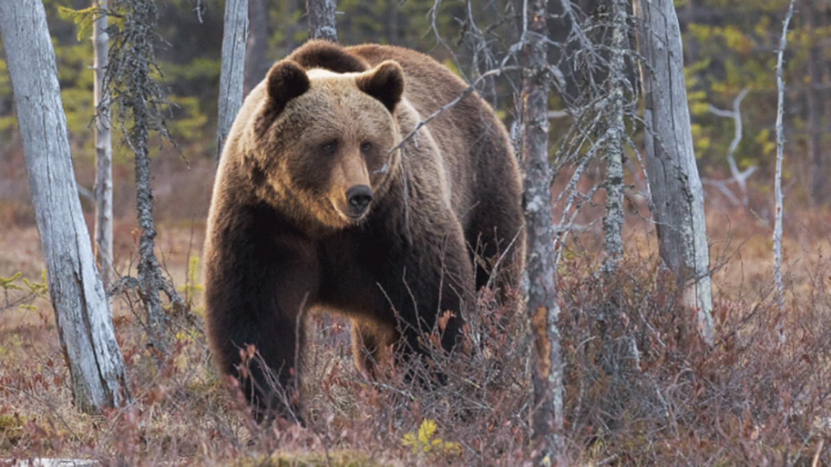 grizzly bear in idaho