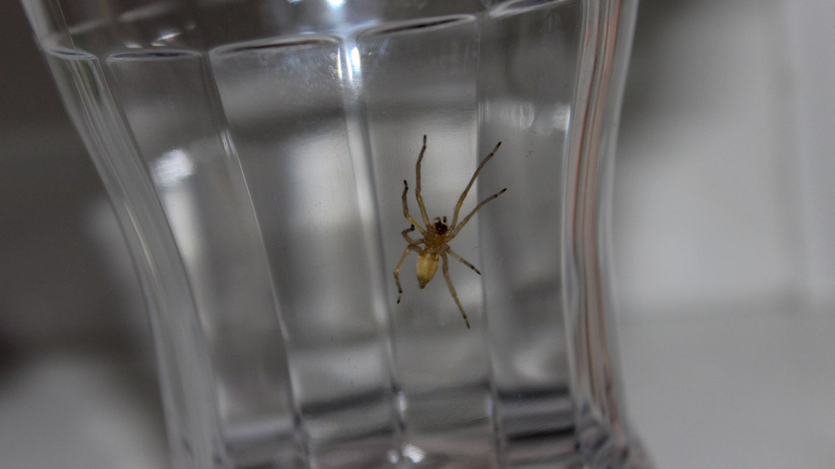 spider caught in container