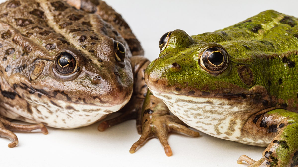 two frogs