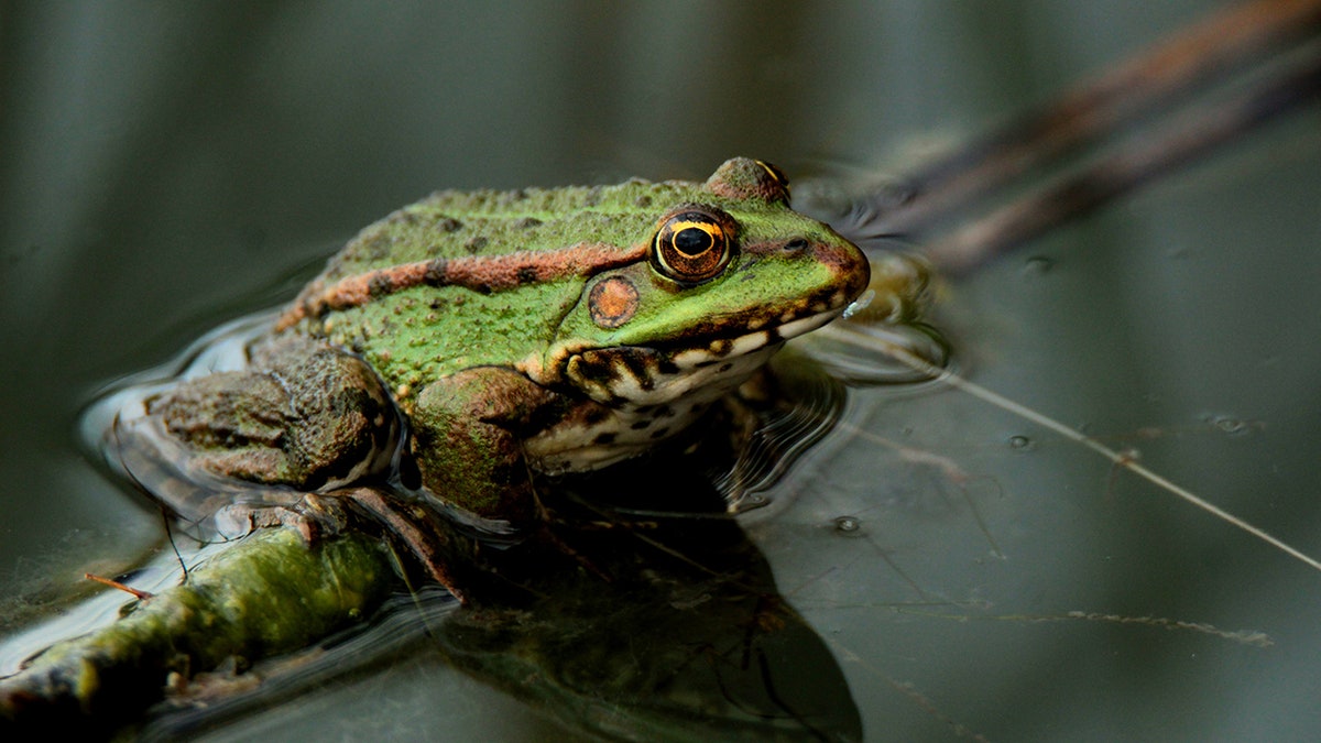 Green frog