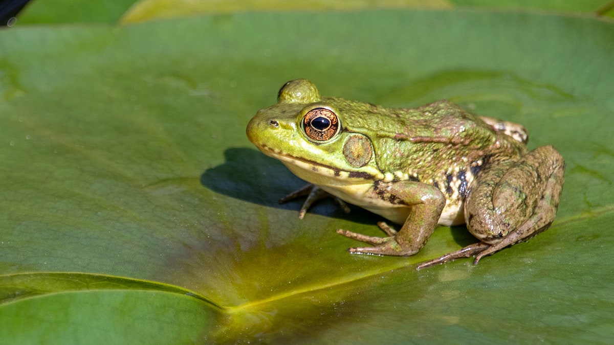 Green frog