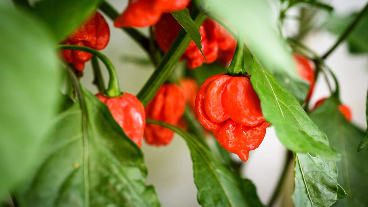 a red chili on a plant