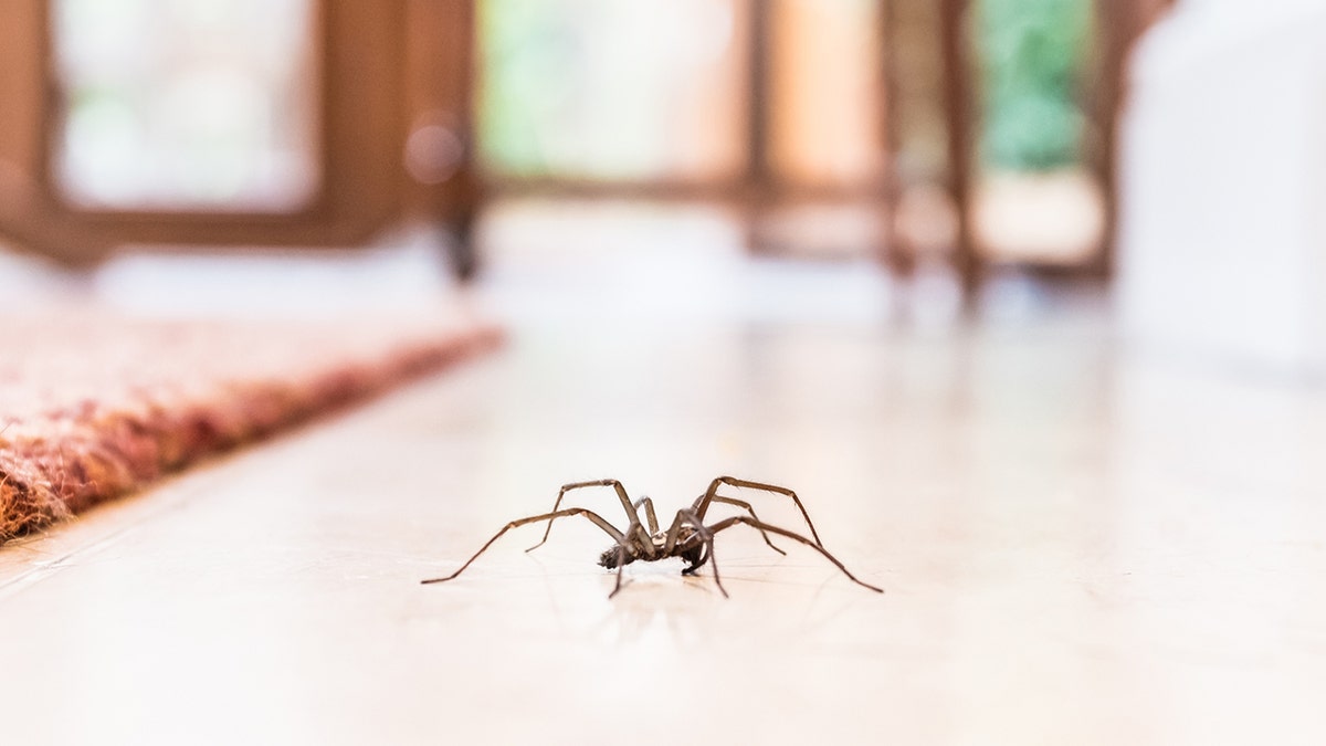 house spider