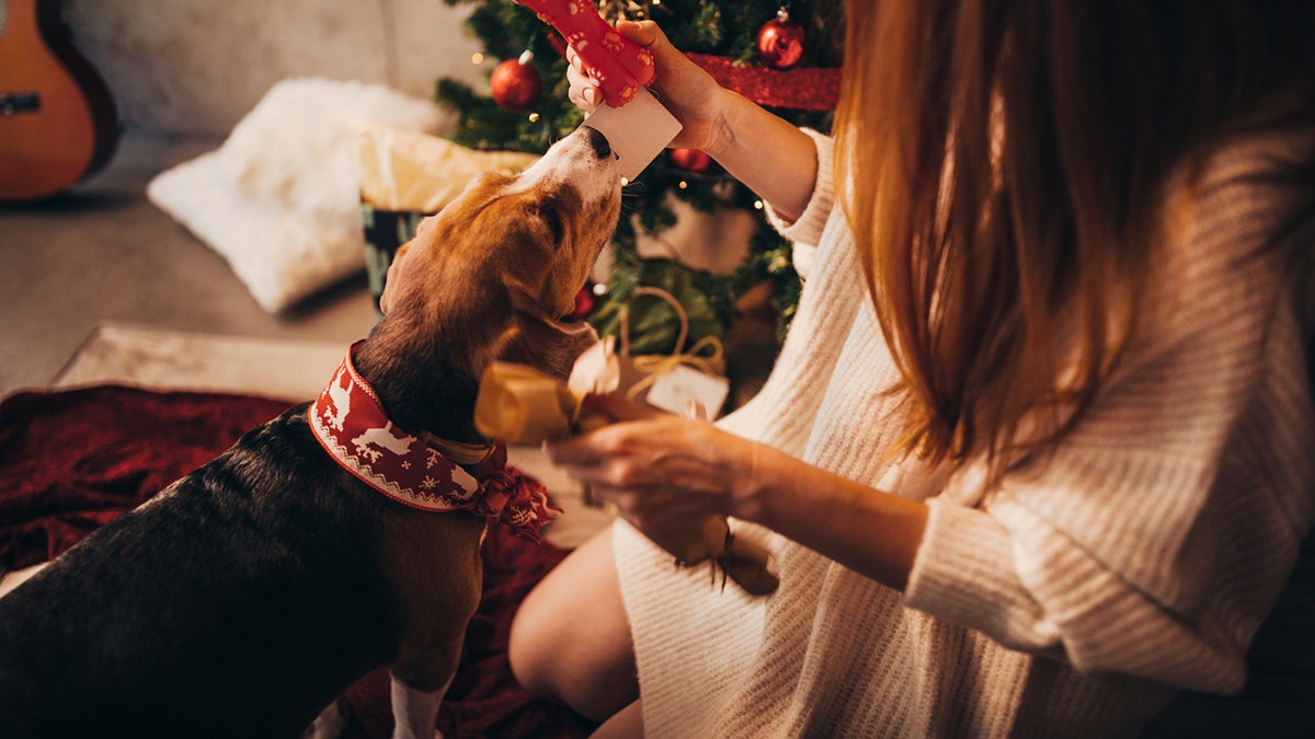 dog being given a bone