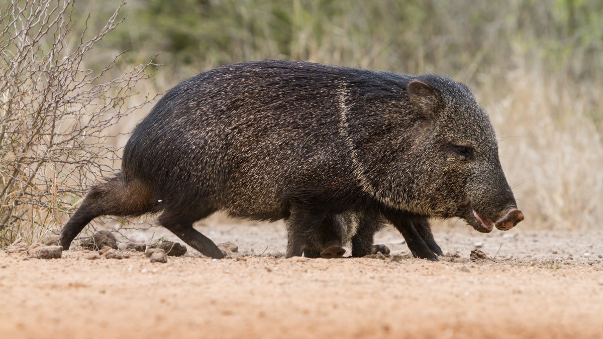Javelina