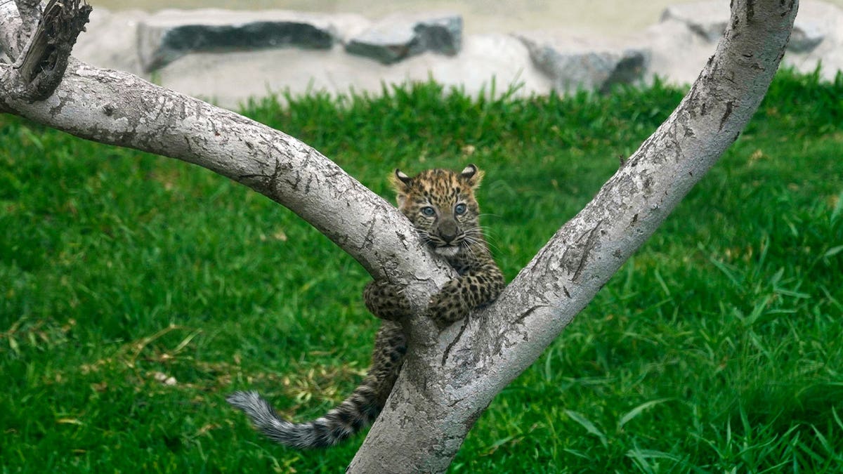 leopard cub climbs tree