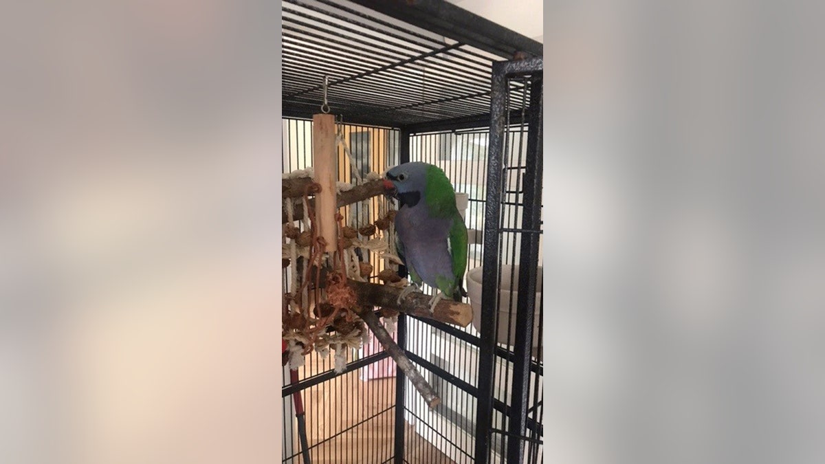 Parrot escape