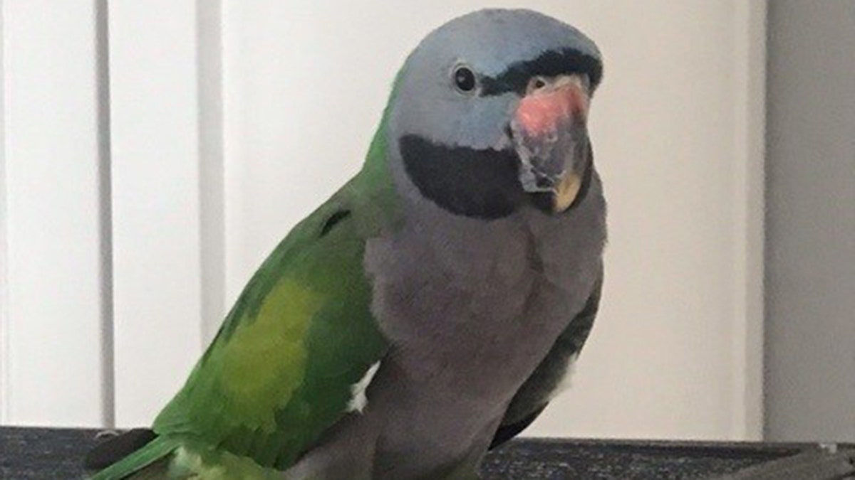 Parrot lost and found
