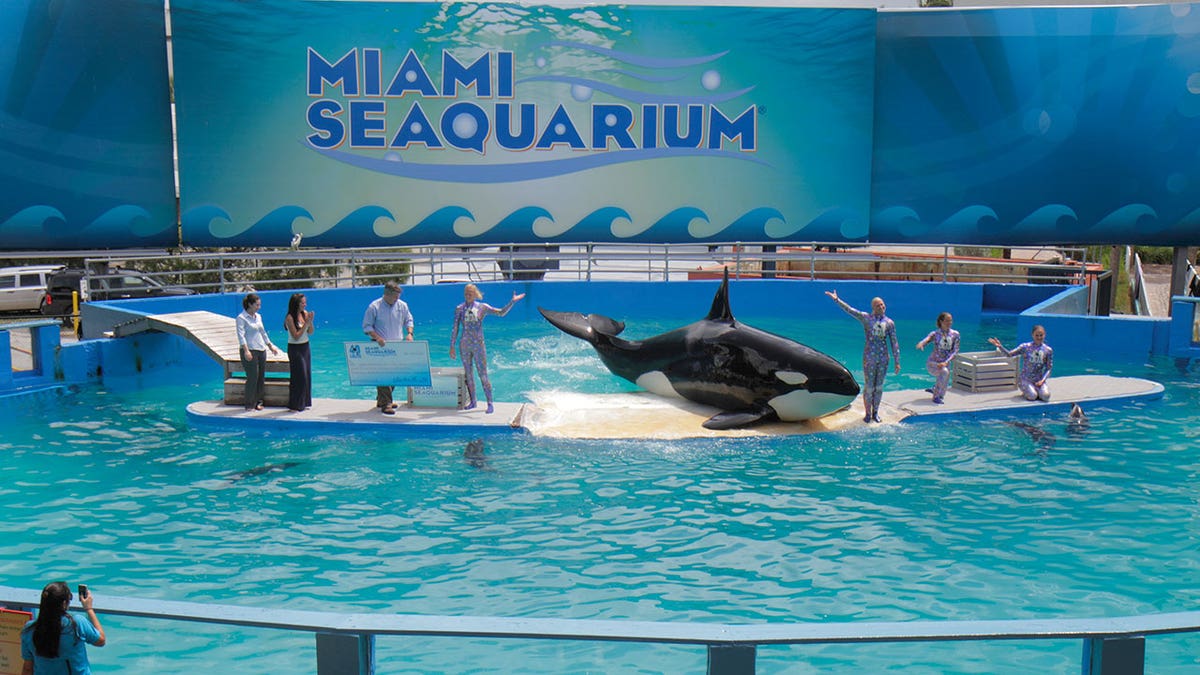 lolita the orca performs at miami seaquarium