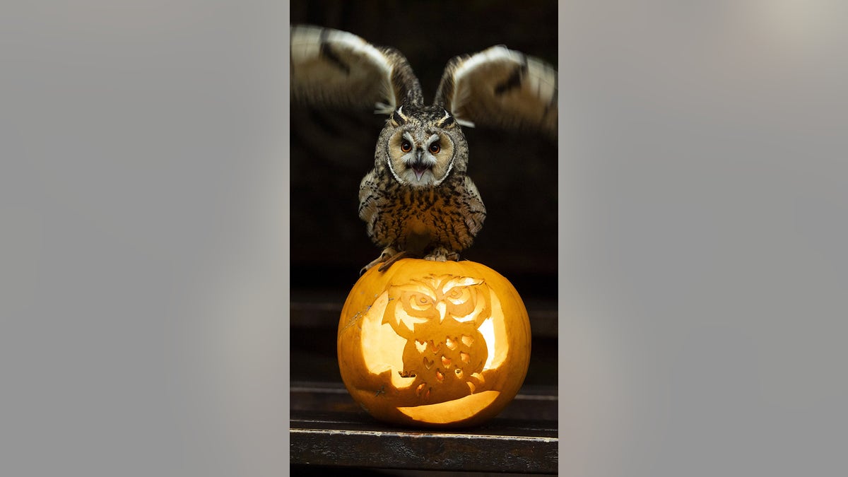 Owl on pumpkin