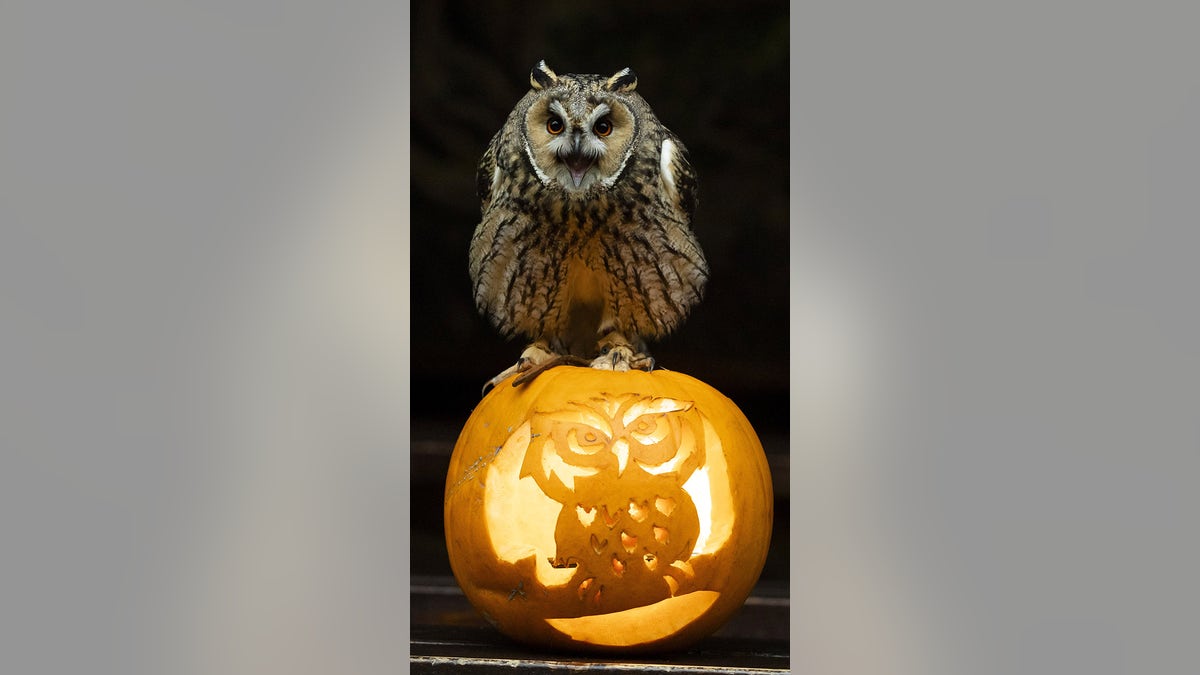 Long-eared owl on pumpkin