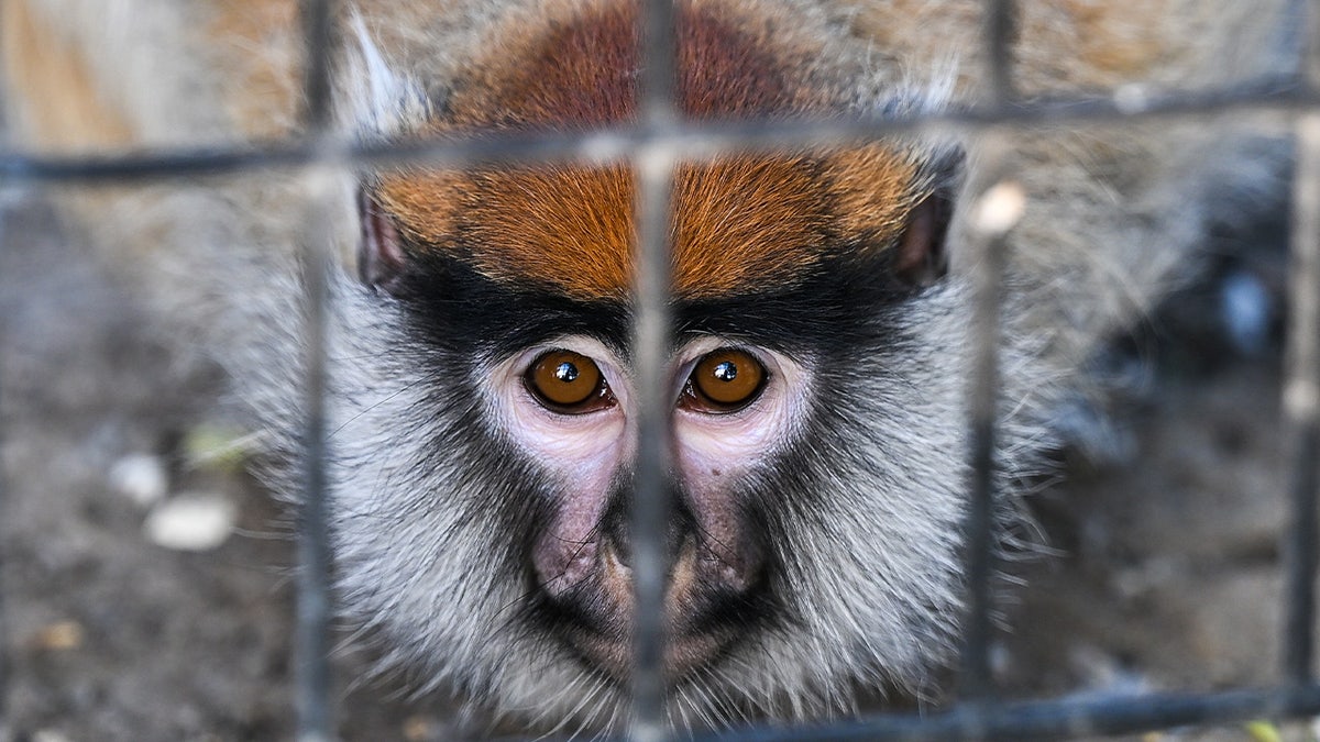 Patas Monkey  Southwick's Zoo