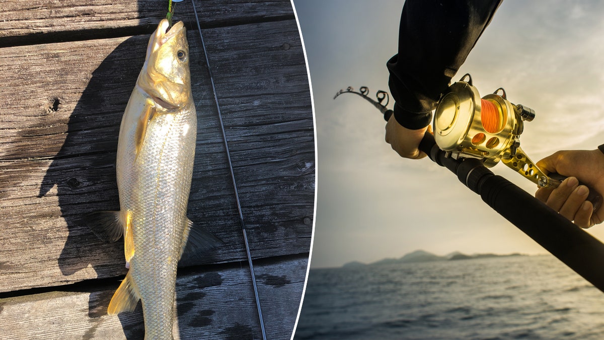 pikeminnow split