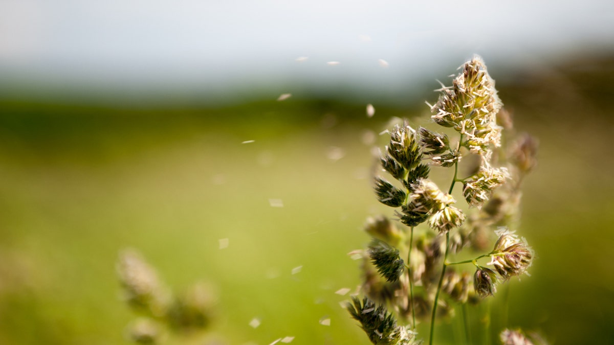 Ragweed pollen