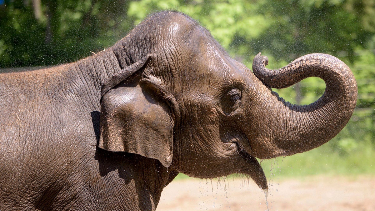 Rani, Asian elephant at the St. Louis Zoo