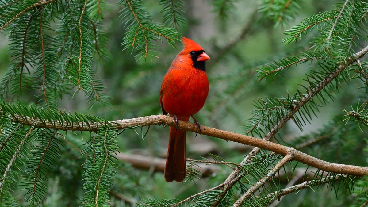 male cardinal in woods