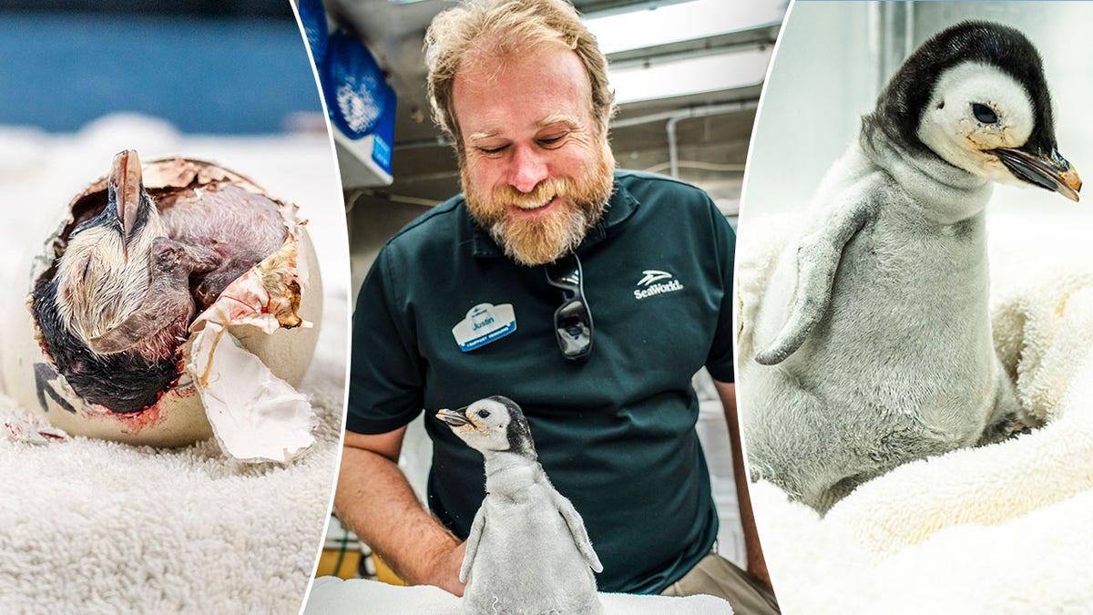 Split of penguin hatching, man smiling at penguin, and a baby penguin