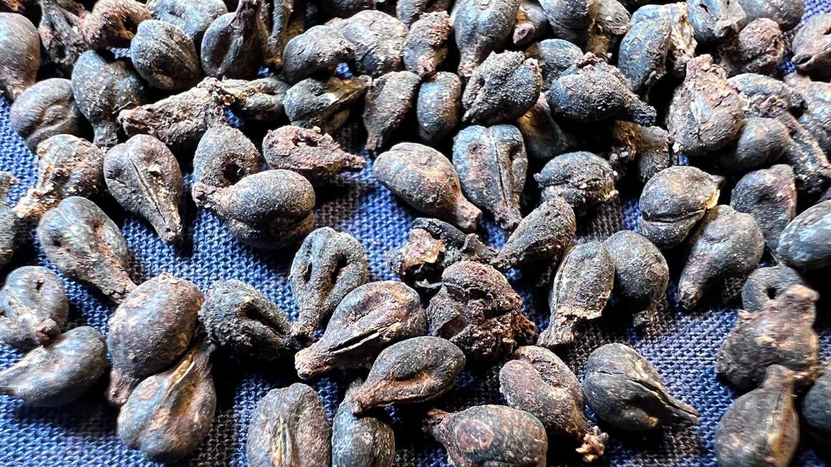 Ancient Egypt tomb discovery