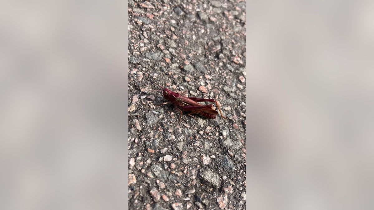Pink grasshopper