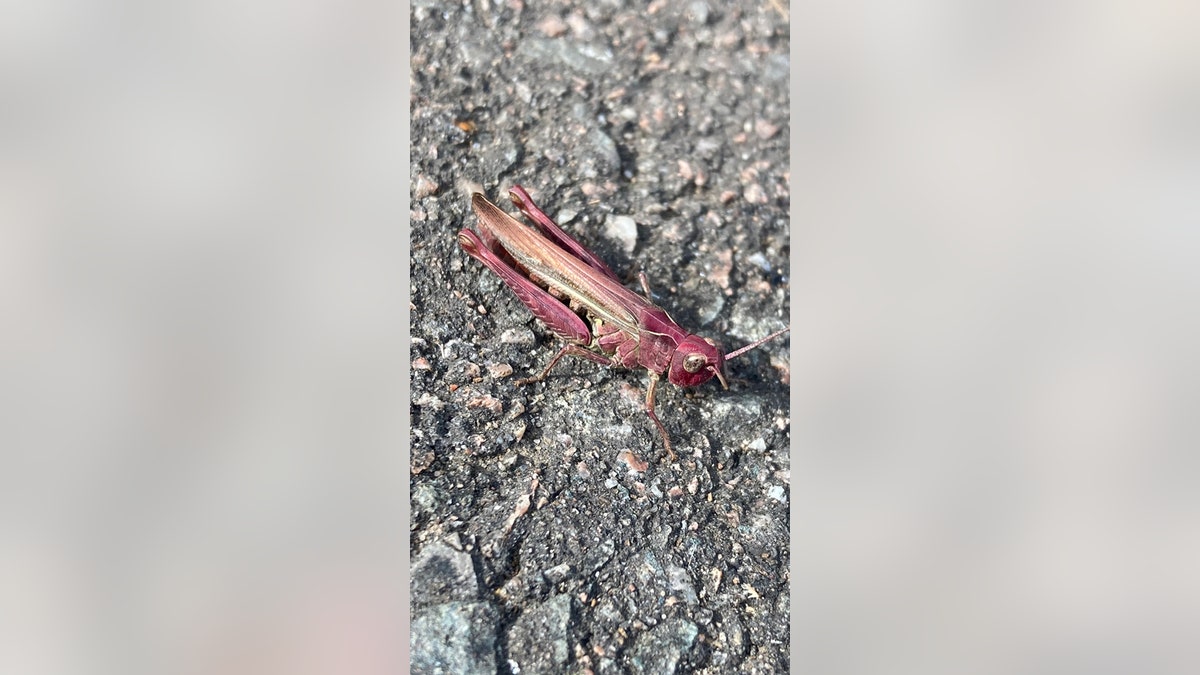 Pink grasshopper