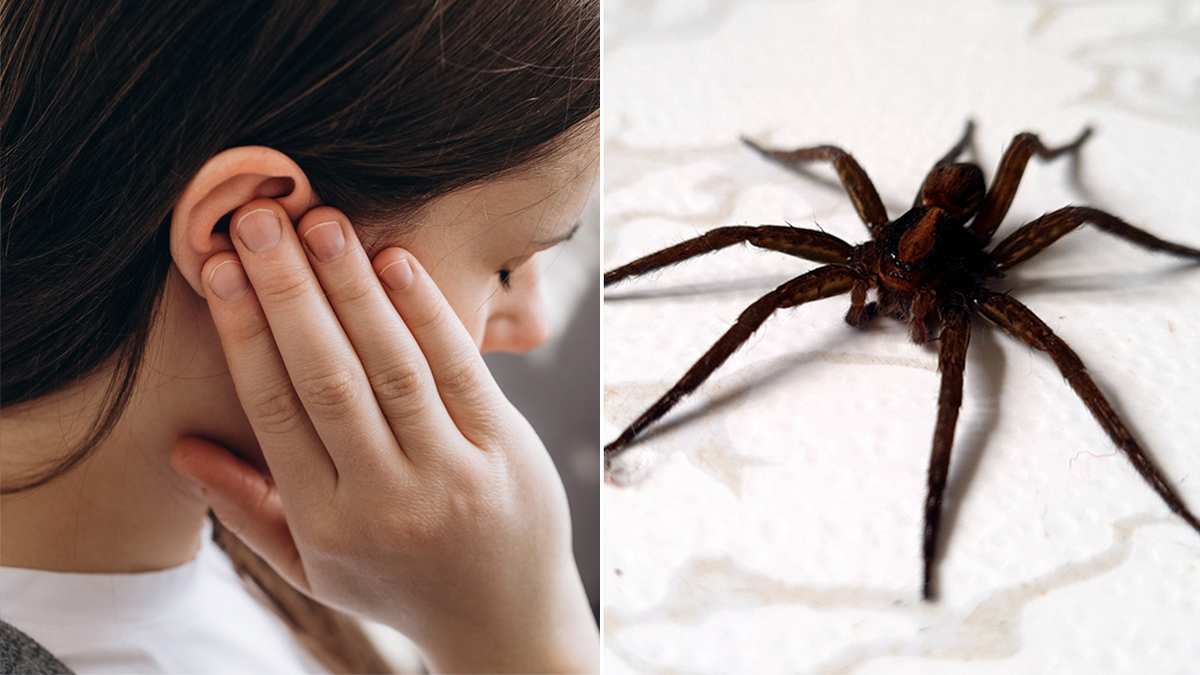spider and woman's ear