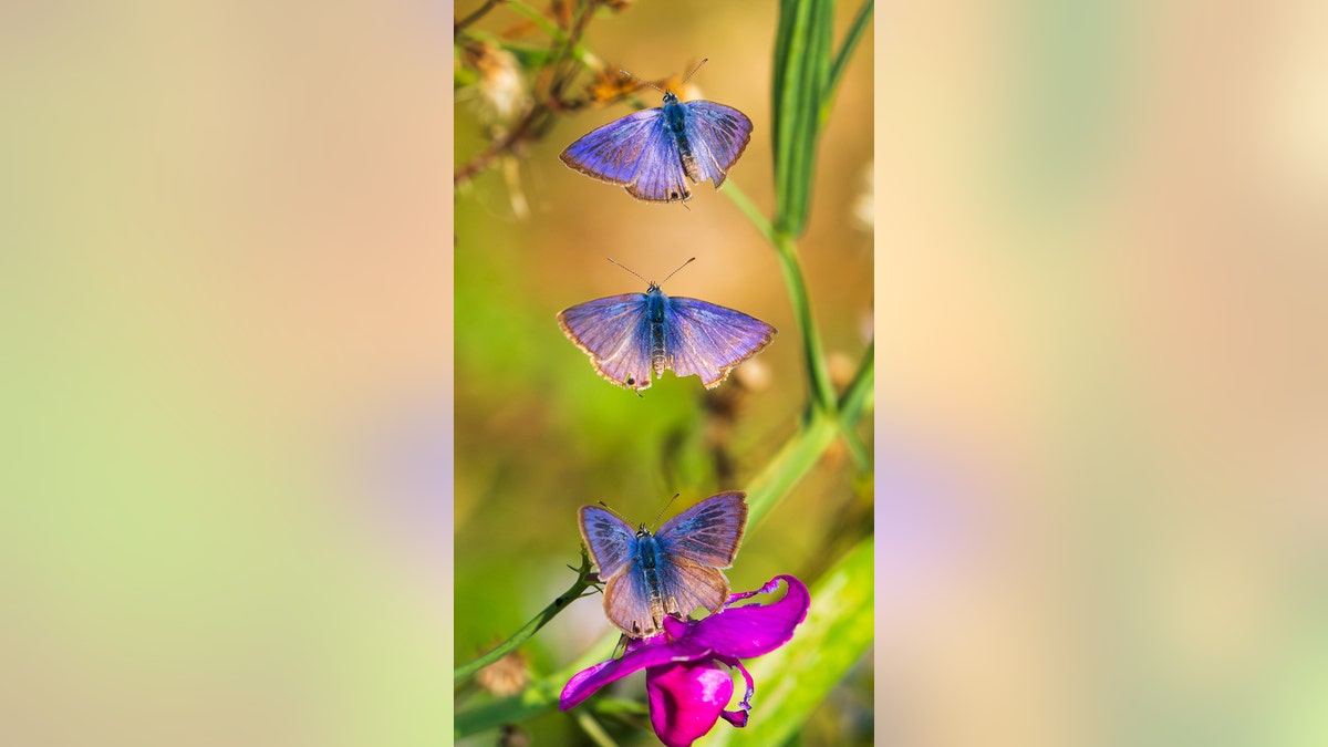 Butterflies spotted