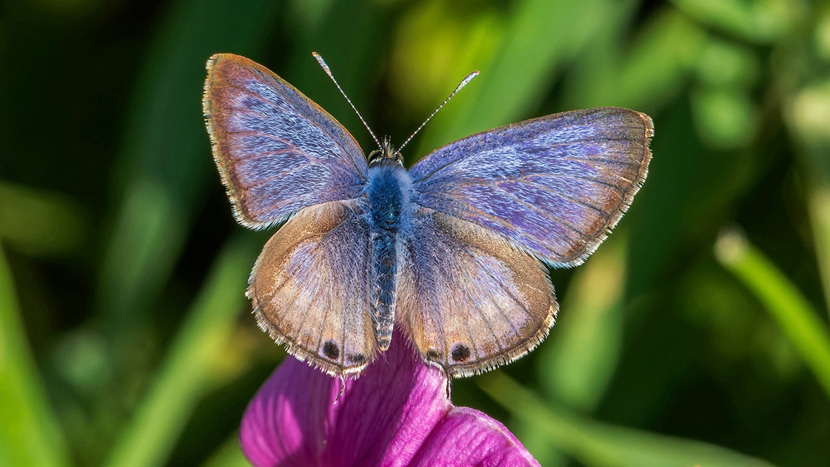 Rare butterfly