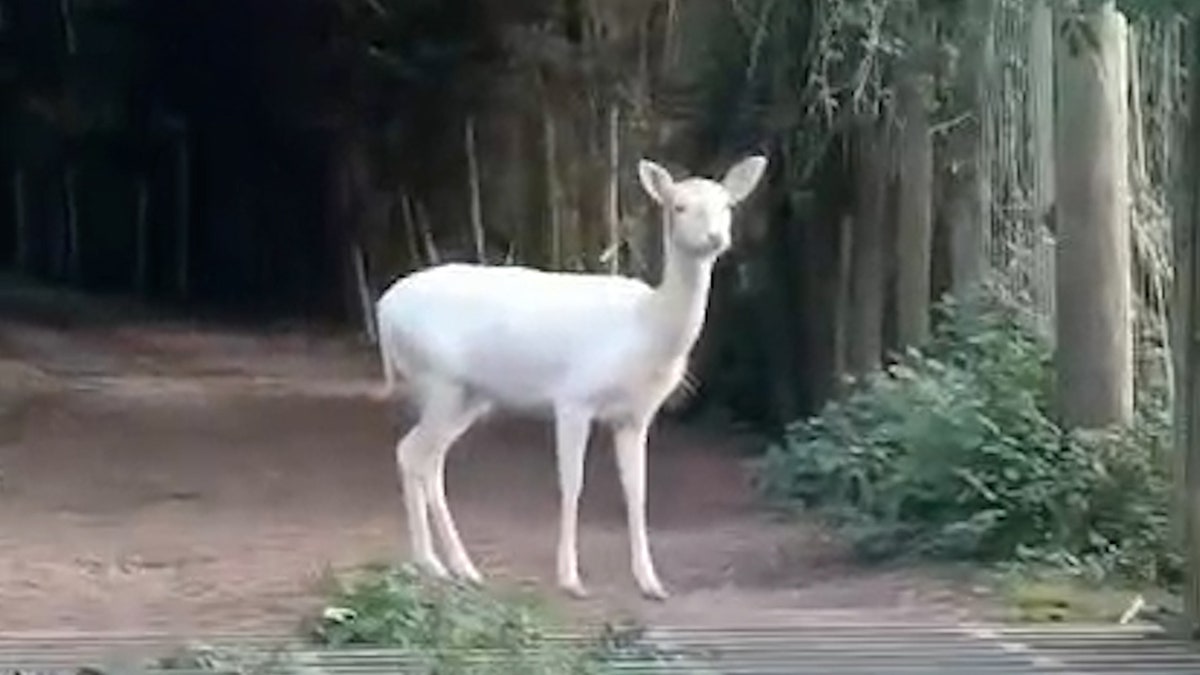 White deer