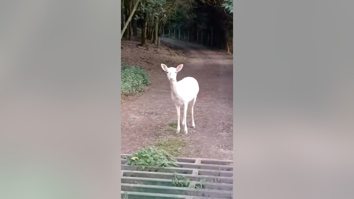 White deer