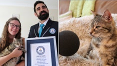 'Noisy' cat sets new Guinness World Record for loudest purr