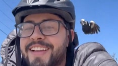 Man claims he’s ‘targeted’ by the same bird after multiple attacks on his way home from work