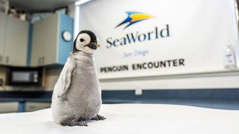 SeaWorld San Diego announces public vote for naming its rare emperor penguin chick