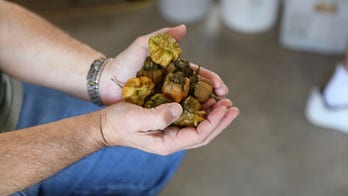 New Guinness World Record spiciest pepper, 'Pepper X,' is 3 times as spicy as 'Carolina Reaper'