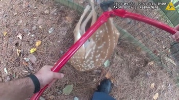 Video shows moments Georgia police sergeant rescues crying fawn stuck in fence