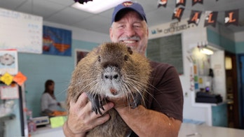 Meet Neuty the nutria: Improbable Louisiana 'celebrity' shakes up local politics