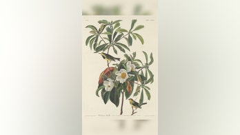 US wildlife officials declare 21 species extinct, removes them from endangered list